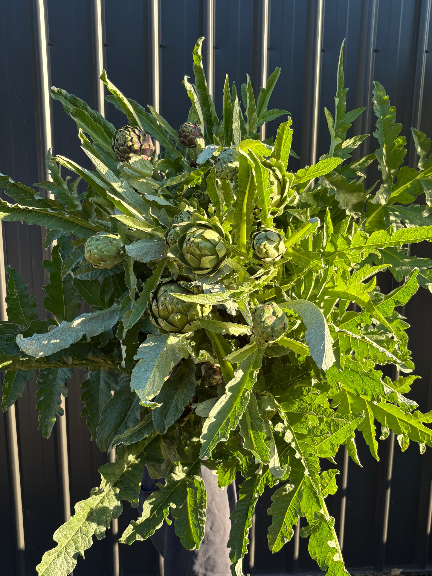 Artichokes