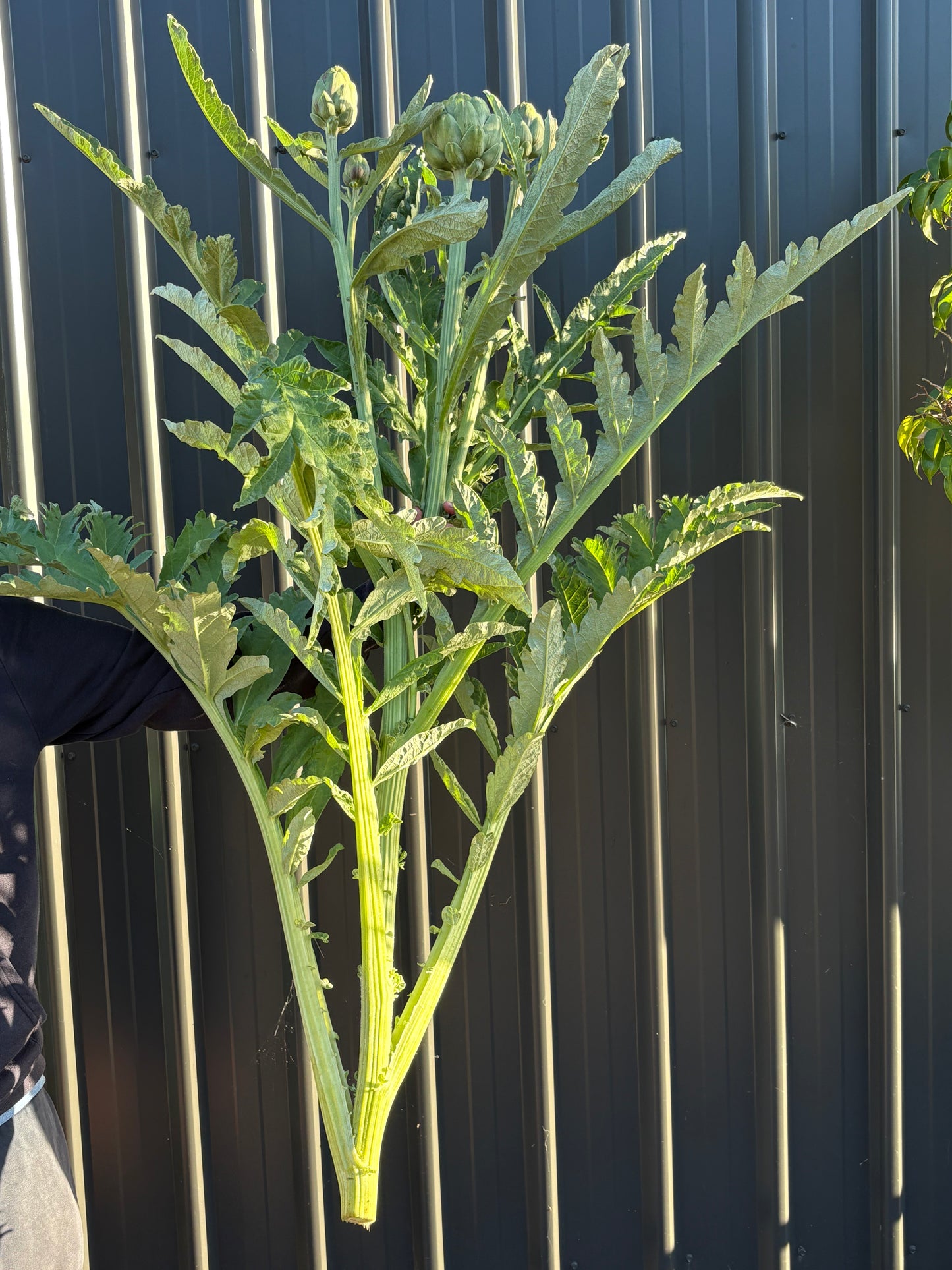 Artichokes