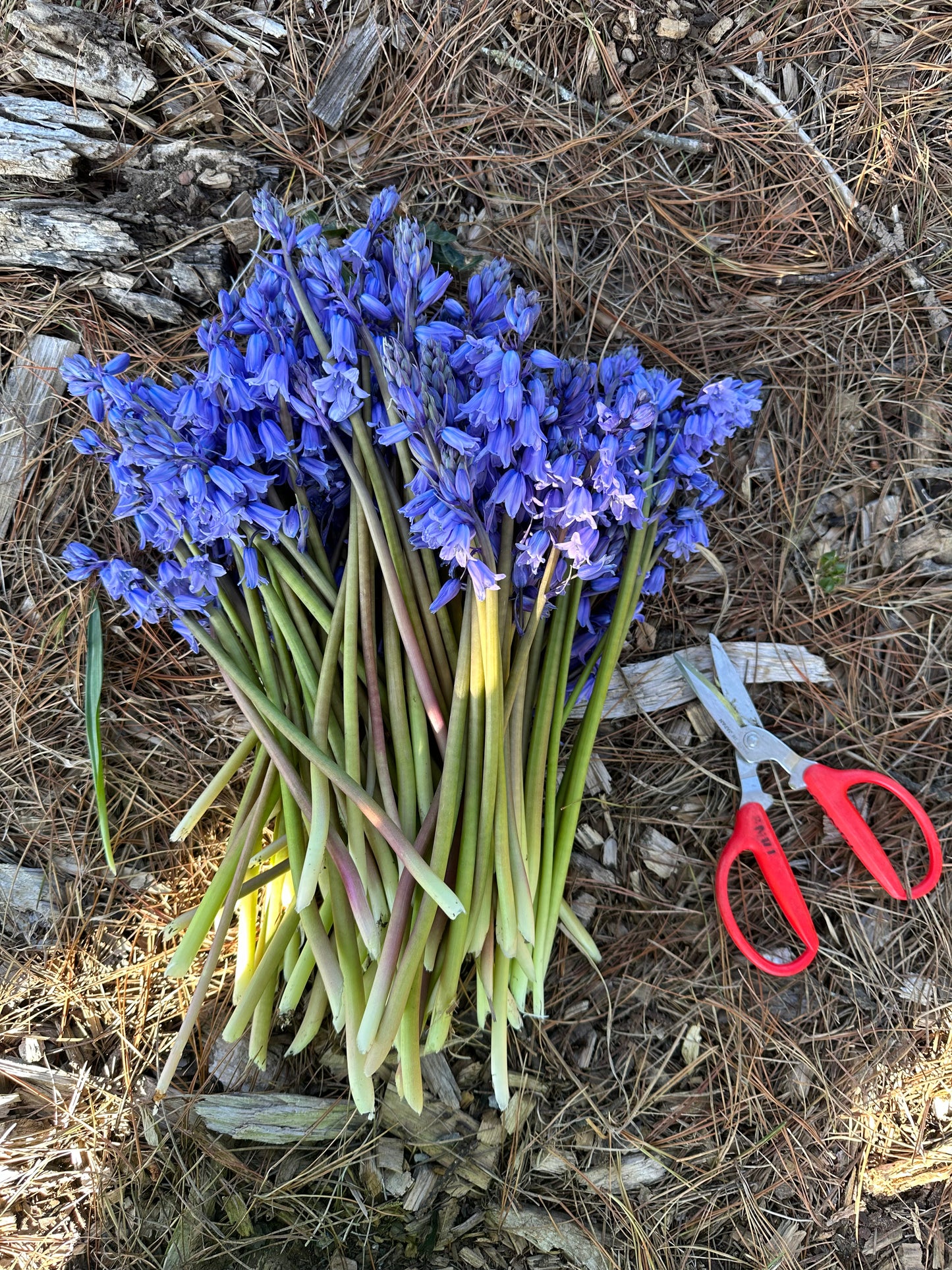 Blue Bells