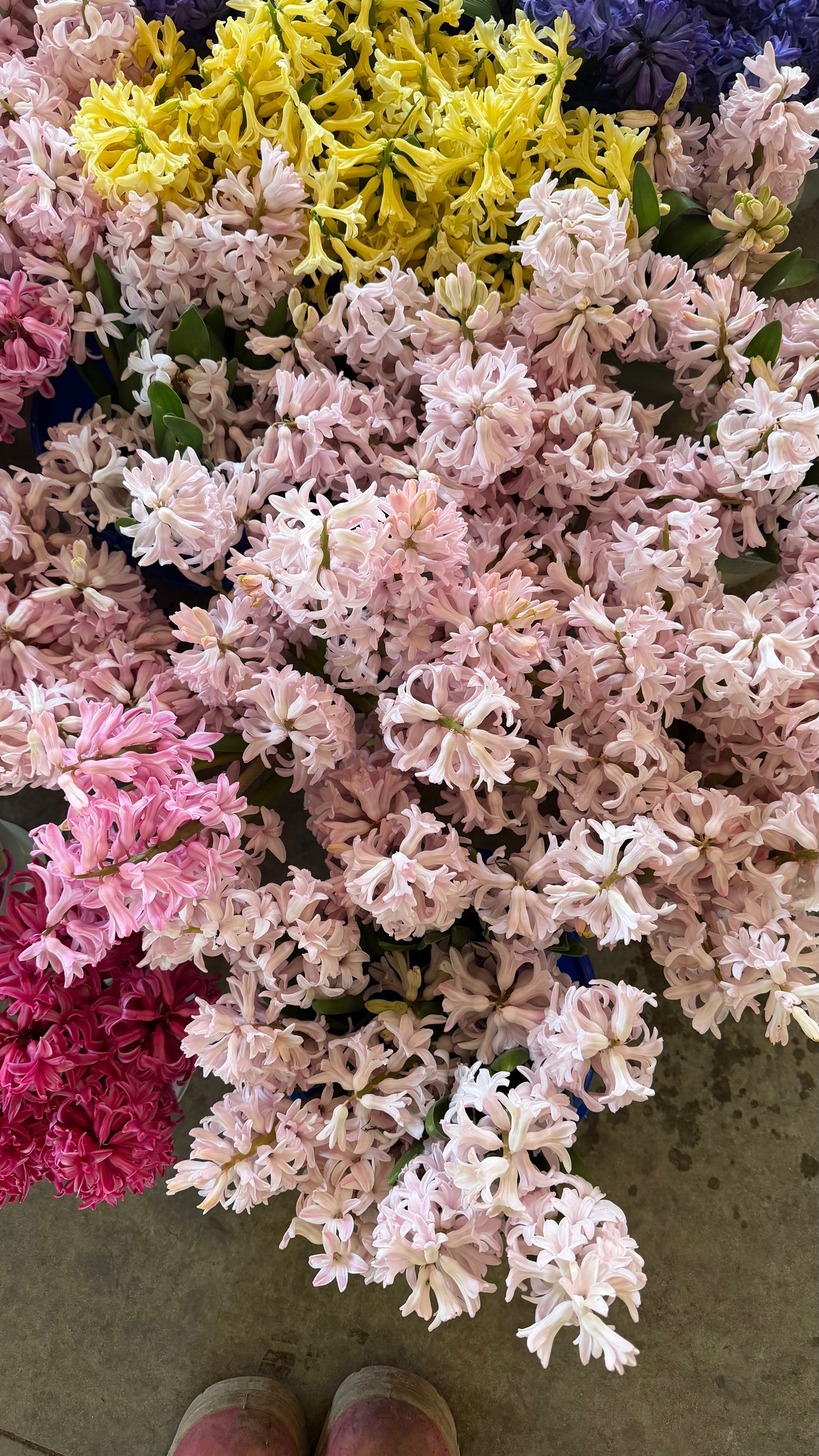 Hyacinths
