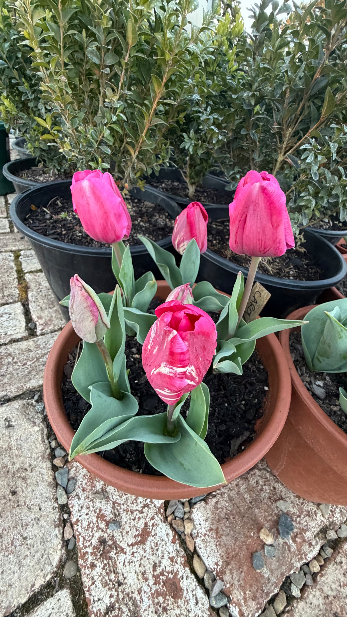Bulbs in Pots