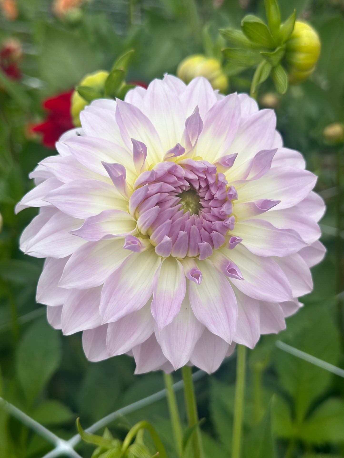 Dahlia Tubers