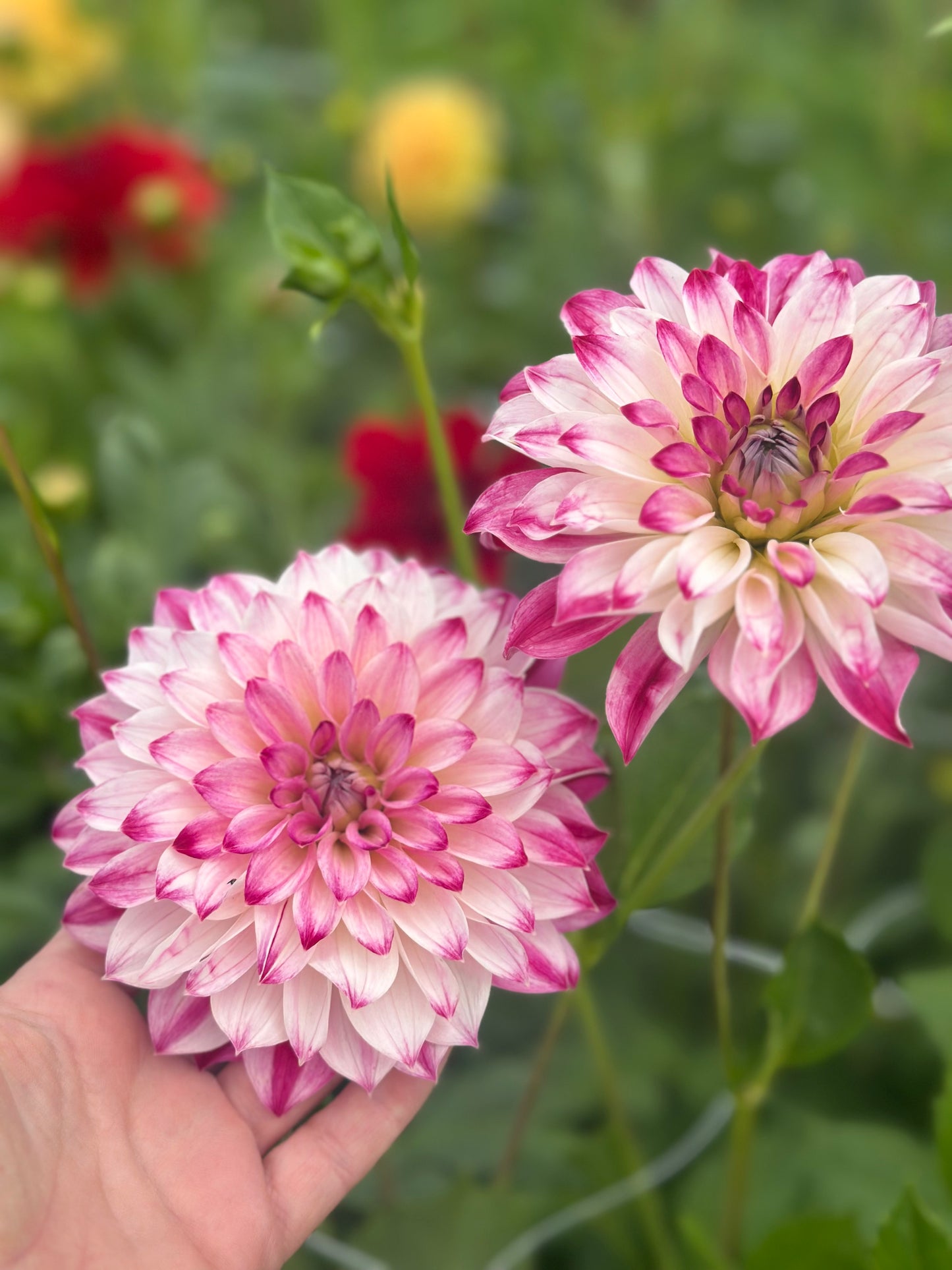 Dahlia Tubers