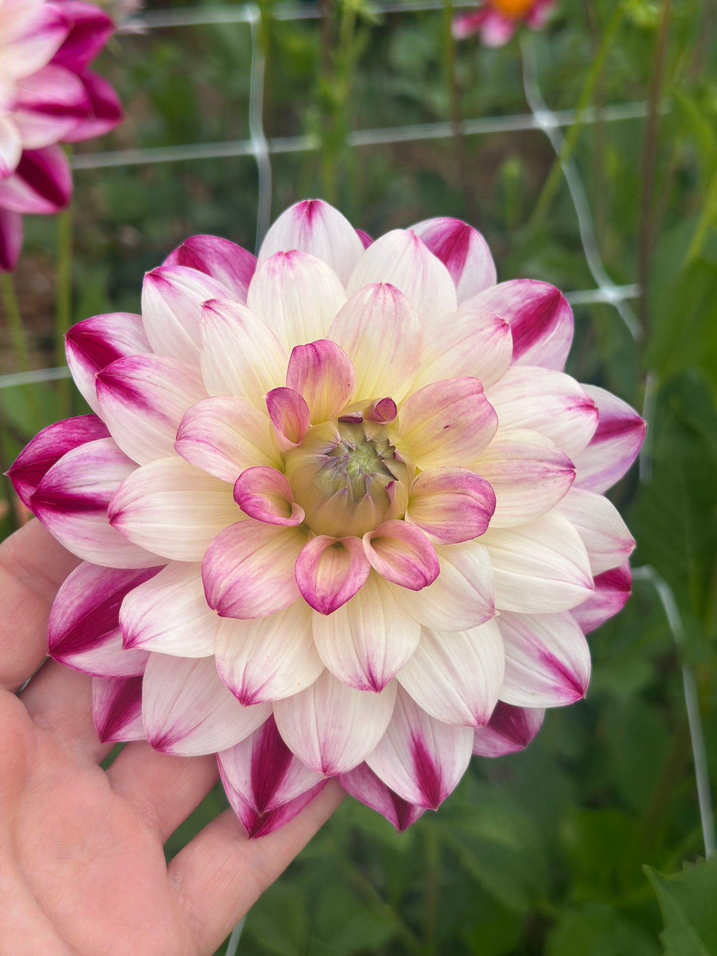 Dahlia Tubers