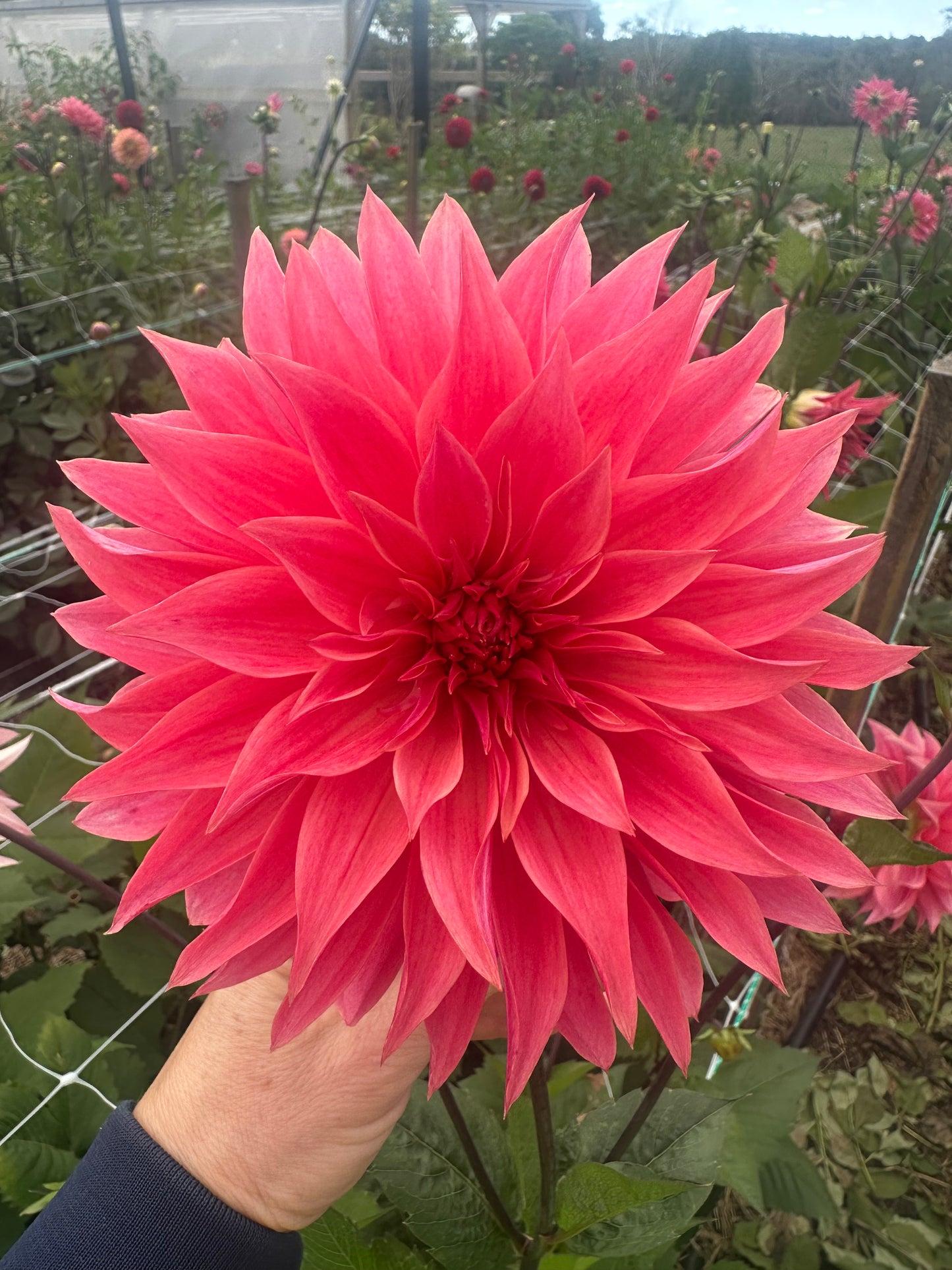 Dahlia Tubers
