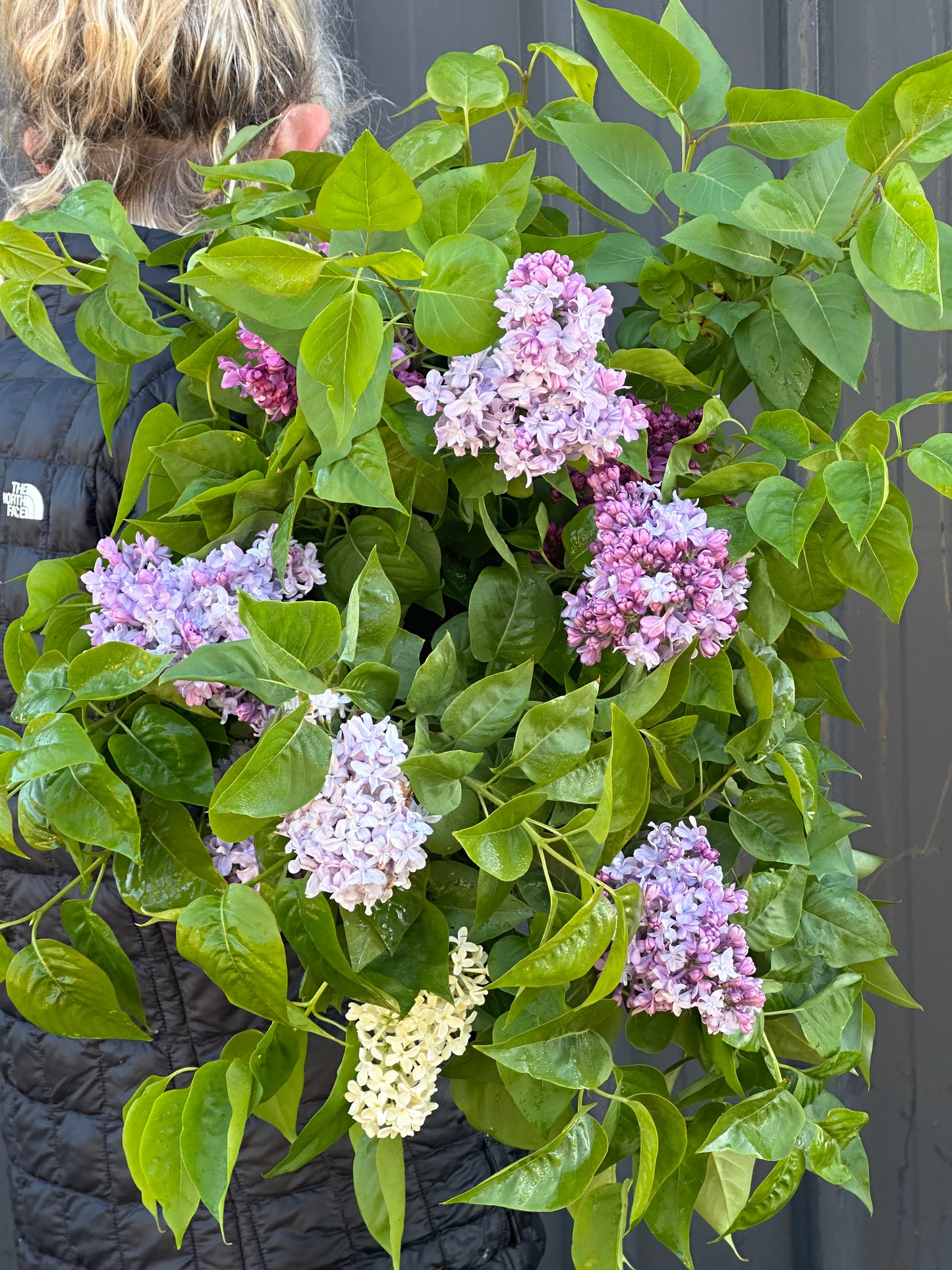 Lilac