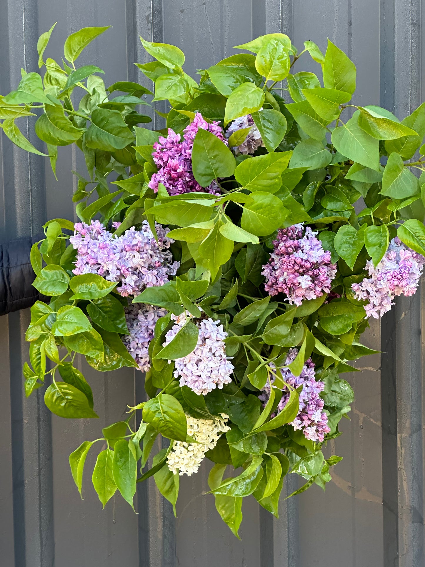 Lilac