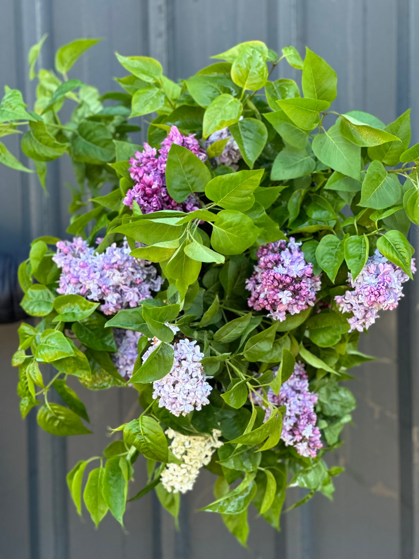 Lilac