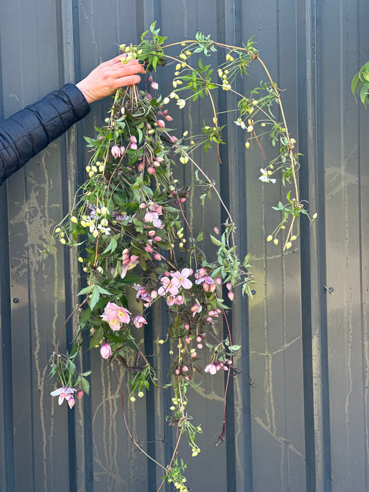 Clematis