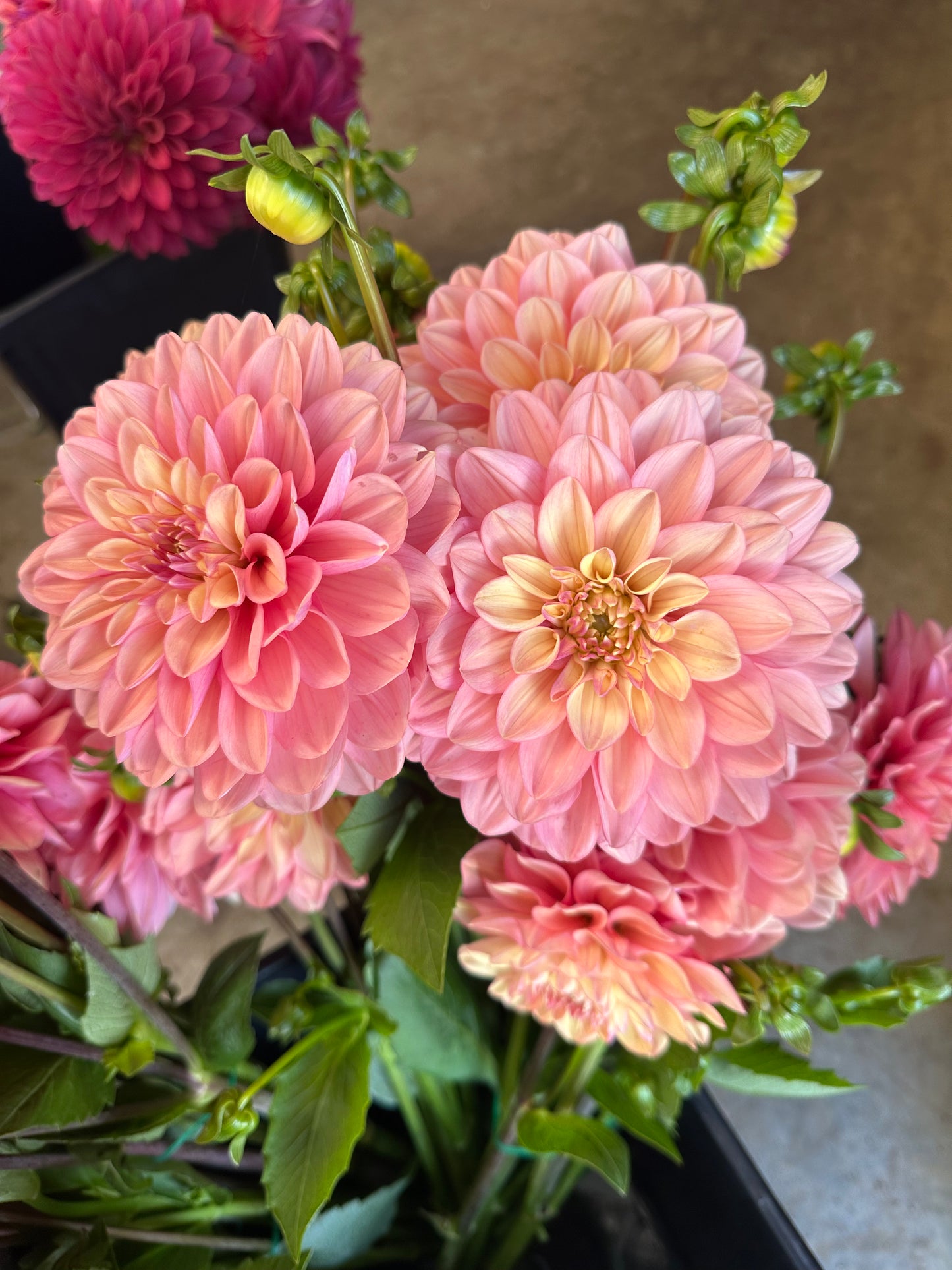 Dahlia Tubers