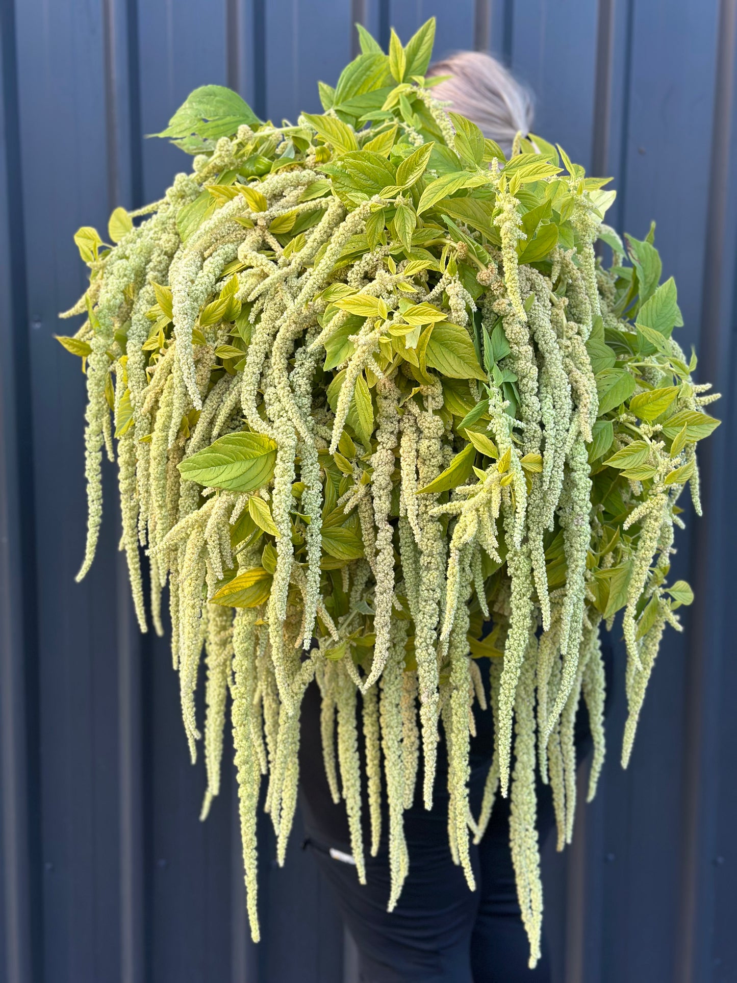 Amaranth