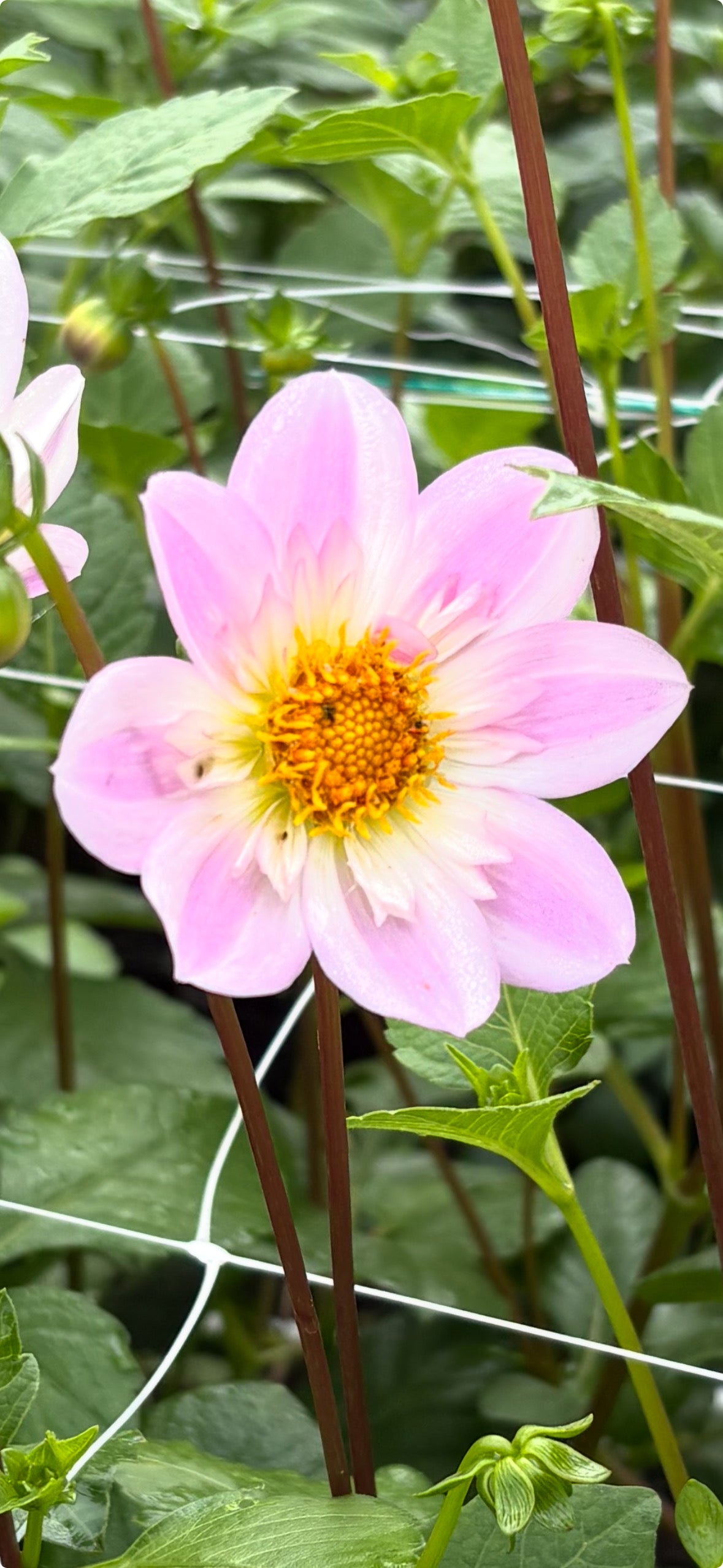 Dahlia Tubers