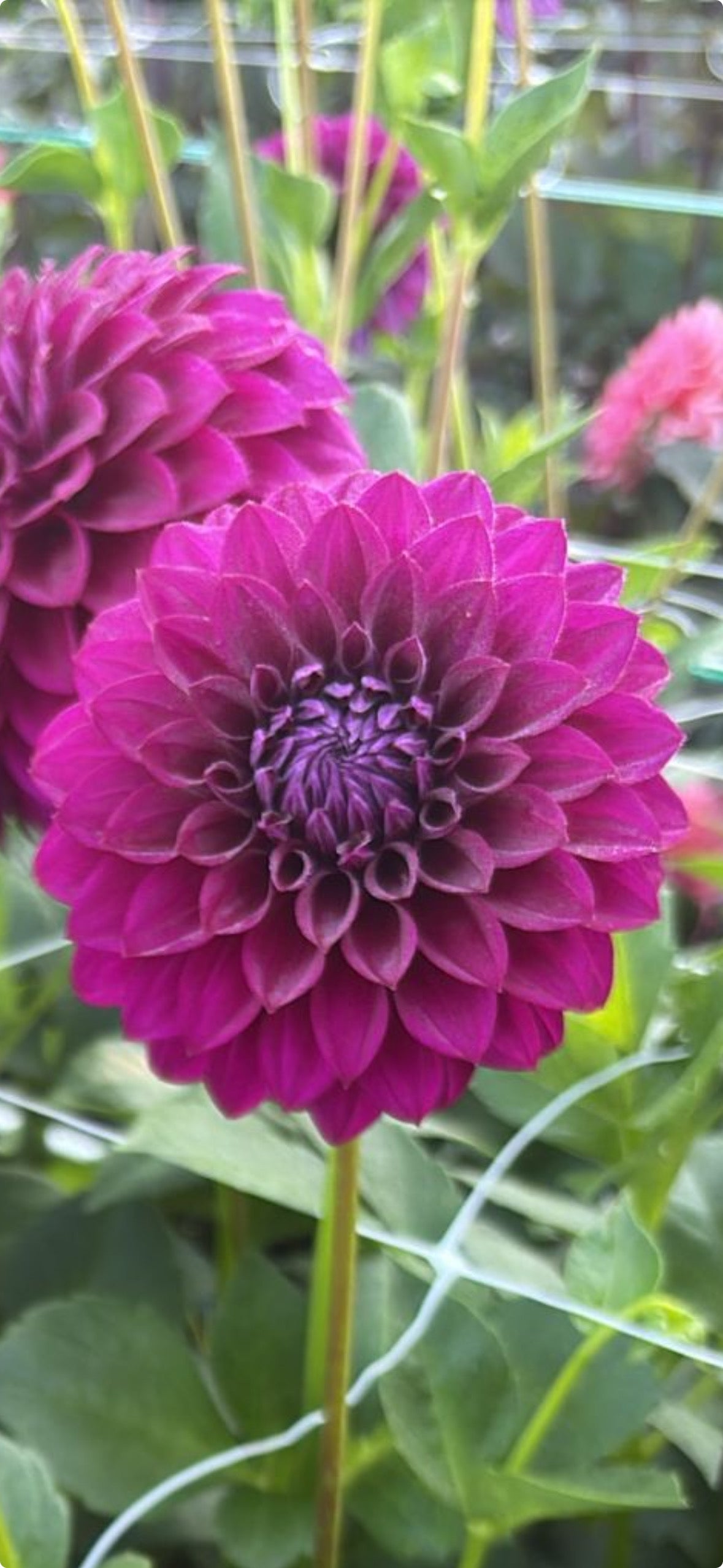 Dahlia Tubers