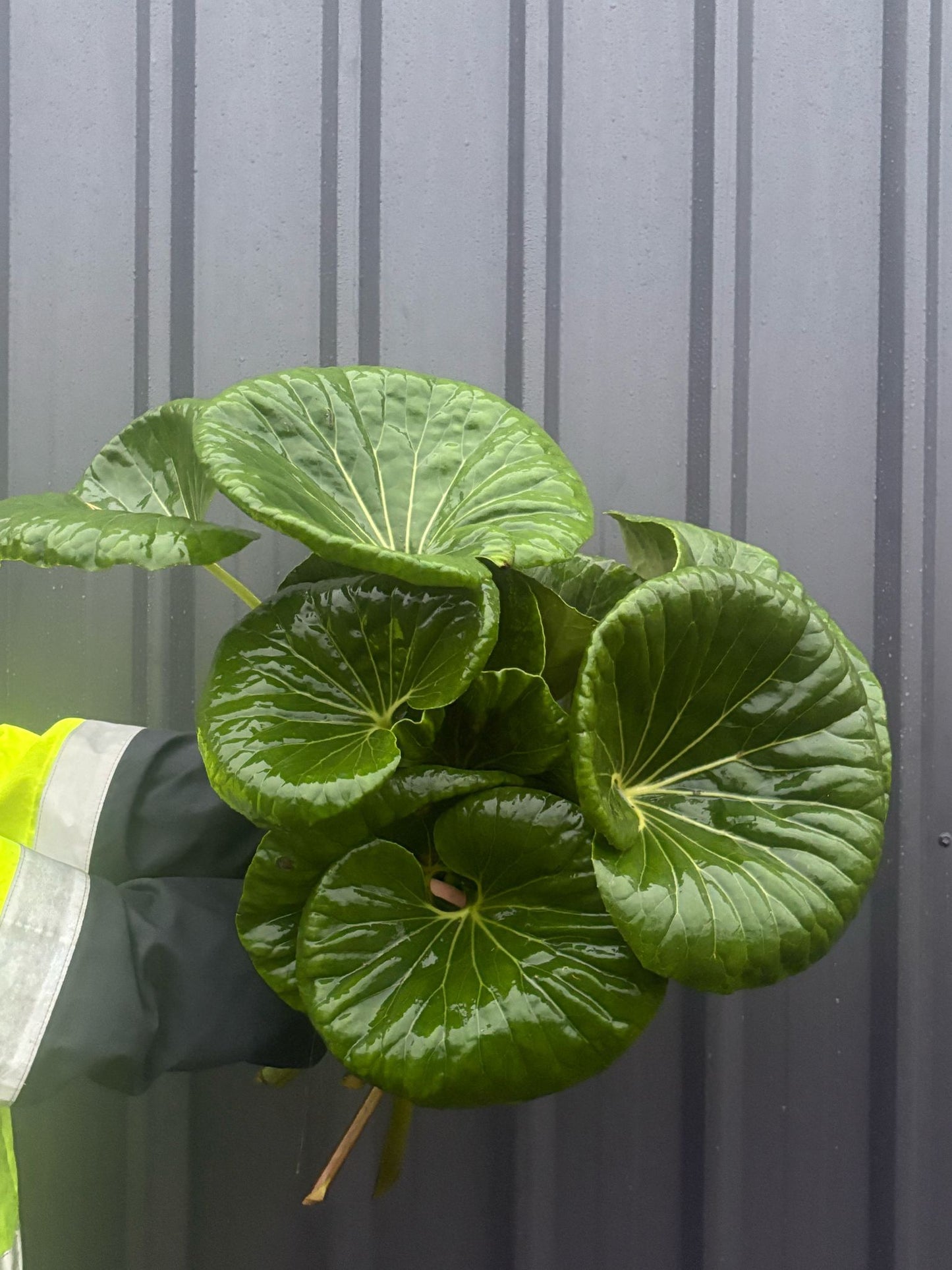 Tractor Leaf