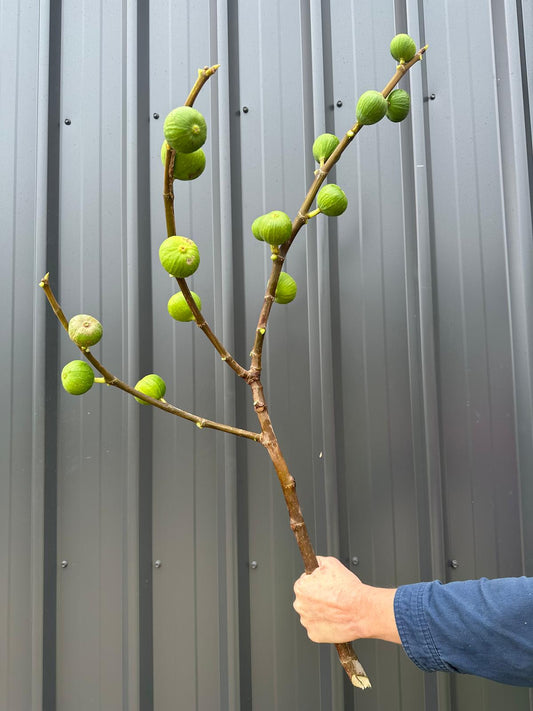 Figs