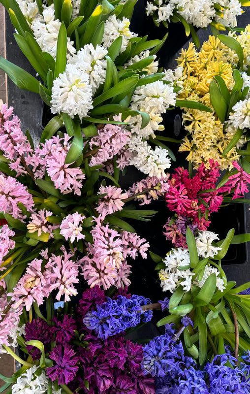 Hyacinths