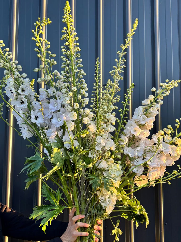 Delphinium