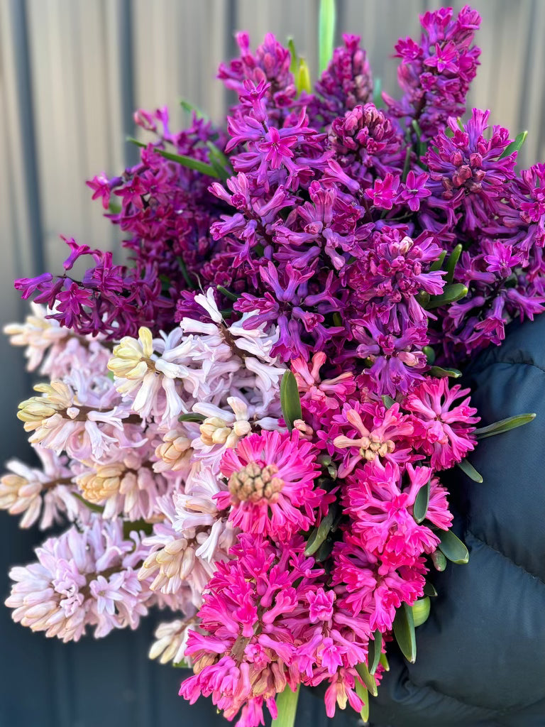 Hyacinths