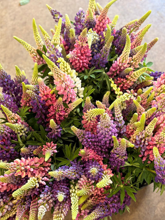 Lupin Seeds