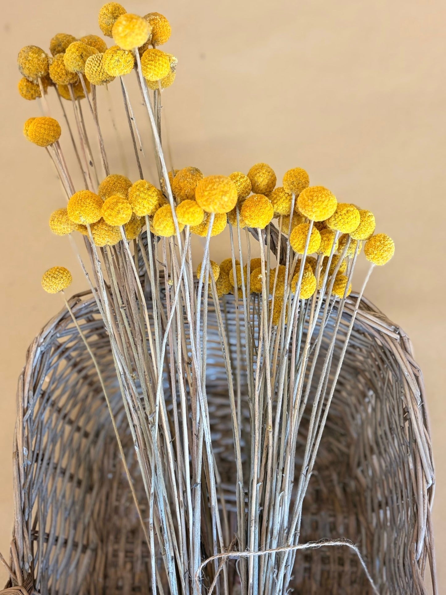 Dried Billy Buttons