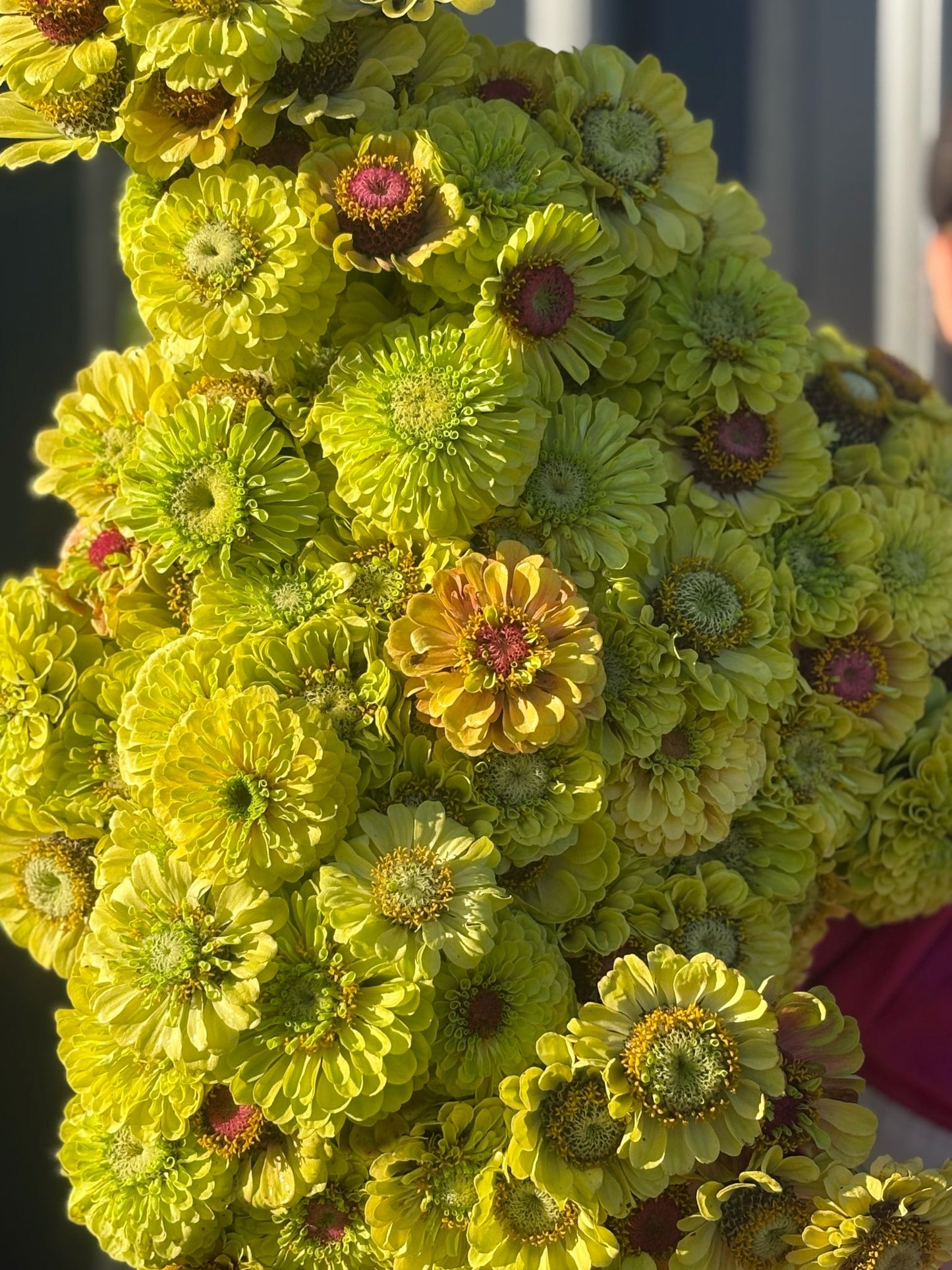 Zinnia