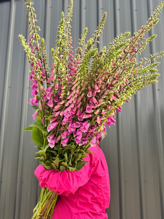Foxgloves