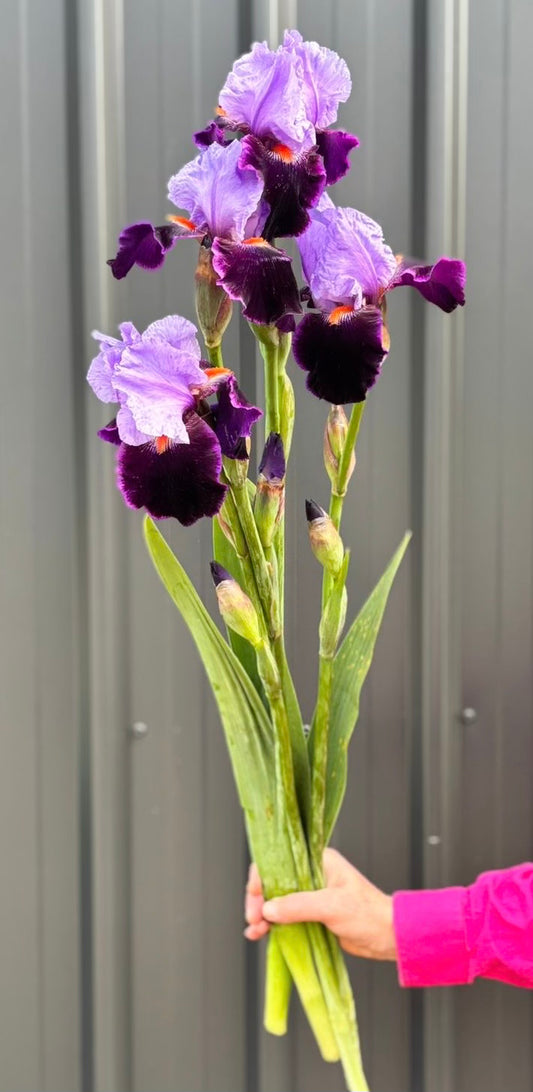 Bearded Iris
