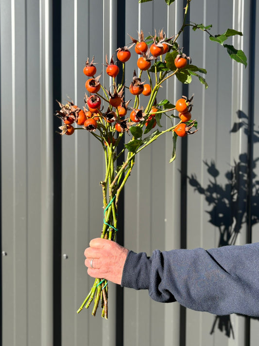 Rose Hips