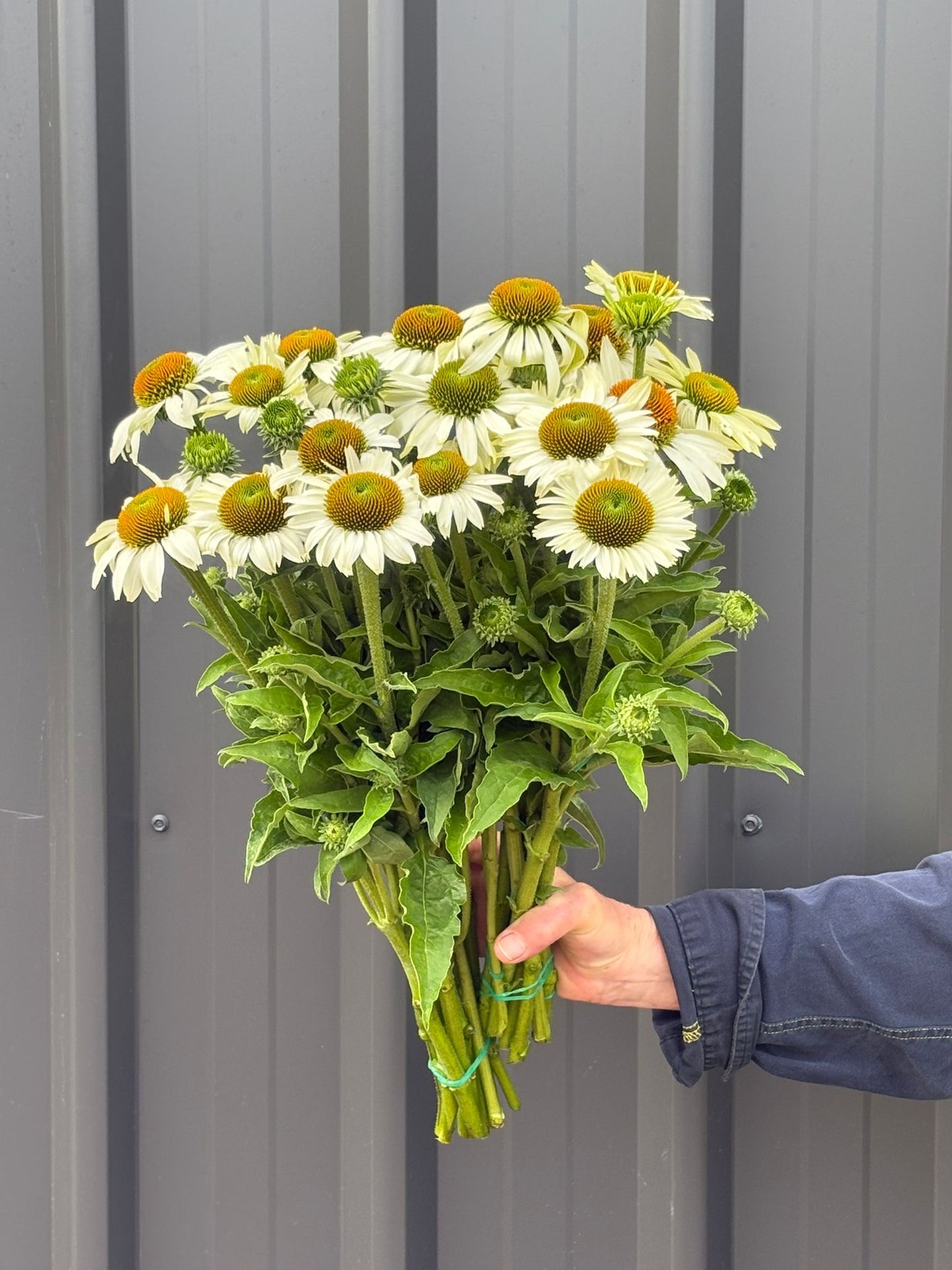 Echinacea