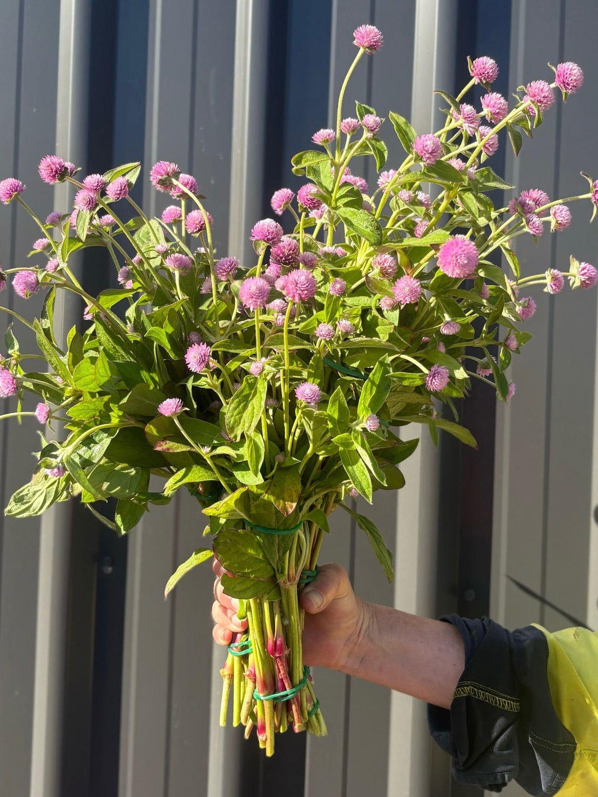 Gomphrena