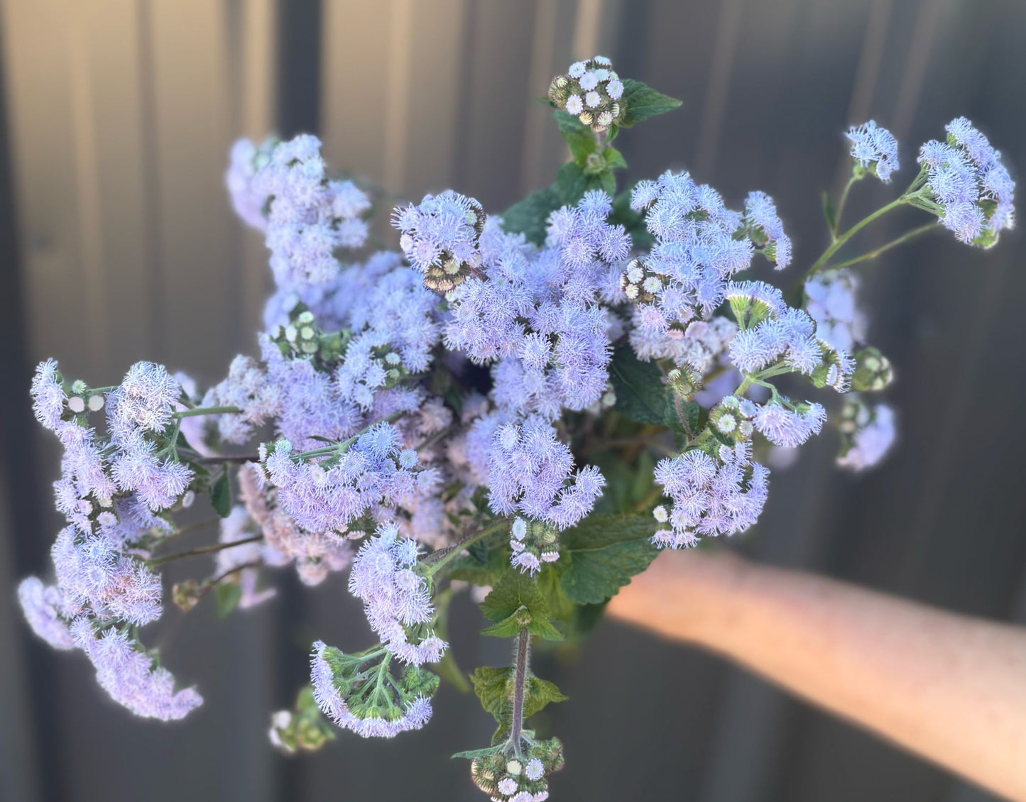 Ageratum