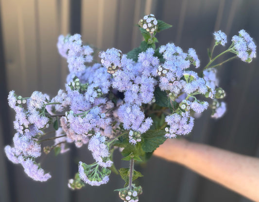 Ageratum