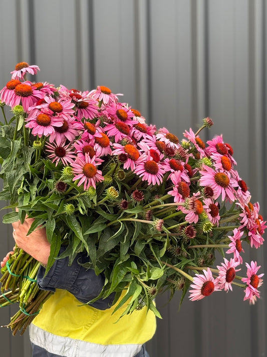 Echinacea