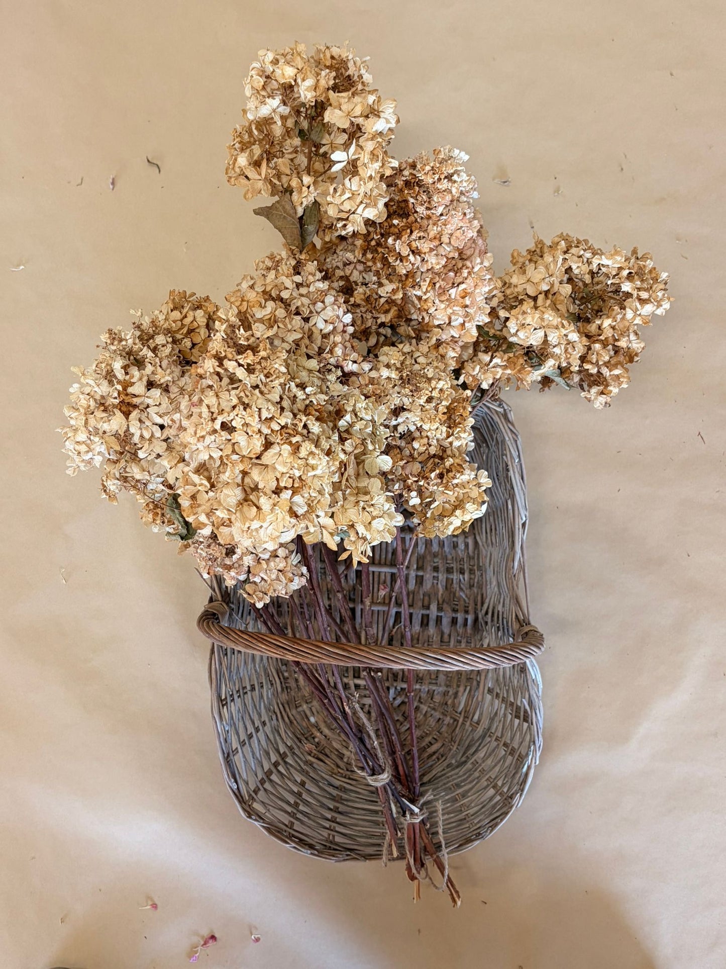 Dried Hydrangeas